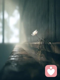 萬事如意本是奢望，不如意才是常態。不必訴苦，無需逞強。以平常心過日子，以溫柔心待自己。所有傷痕，終成鎧甲。回頭看，輕舟已過萬重山；向前看，前路漫漫亦花開。配圖