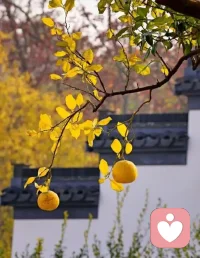 創(chuàng)傷不是你的錯(cuò)，但復(fù)原是你的責(zé)任配圖