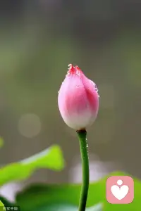 每一個人的出現(xiàn)，都是有他的原因，愛你的人，豐盈了你的生活，傷害你的人，也給了你鎧甲，無論什么人都在渡你，世間治愈的都是愿意自渡的人。配圖