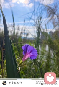 清醒是溫柔的理性：
看透無常，依然向光；
遍歷荒涼，依舊生長。配圖