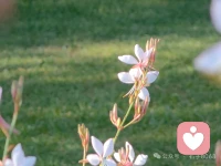 樹比人懂得活著——它把一半的力氣用來扎根，另一半才交給開花。配圖