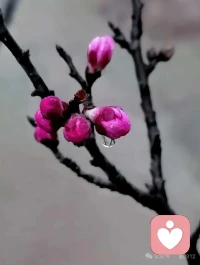 真正的智慧是接納，外不起分別，內不生對立，不與天斗，不與人爭，不和自己鬧別扭。配圖