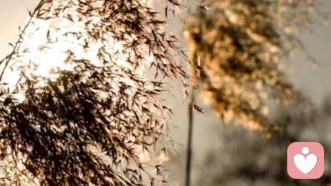 穿透虚假自我，NPD自恋人格的操控之路