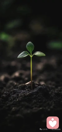 见过花开的人 便会懂得风的温柔