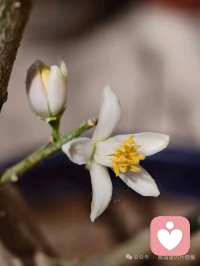 不要把知識和智慧混淆：知識教你如何生存，智慧教你如何生活。配圖