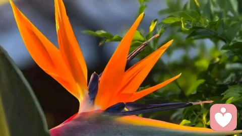 不必同情npd,他知道自己在做什么,他的残忍,是选择不是失控