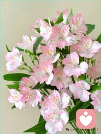 最健康的关系模式，是“我们”与“我”的和谐共舞——在交织中深厚，在独立中生长。