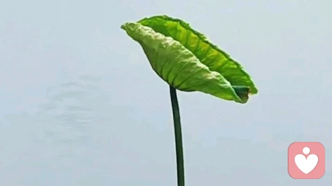 心理学上有个词叫：煤气灯效应（人性中最可怕的操控，不是暴力胁迫，也不是利益捆绑，而是用煤气灯效应隐形操控你！）