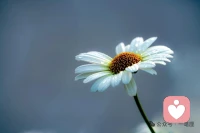 我们要怀有一种健康而活泼的心情，善待自己的生命！要用自己的热情去呵护，去浇灌自己的生命！要用坚强的信念告慰自己，即使生活的道路困难重重，也要微笑面对，从容走过。配图