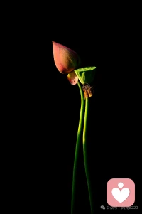 与任何人相处中，

如果你不展露自己的锋芒和底线，

欺负你的人就会越来越多，

人际关系让你痛苦的核心原因，

是因为你害怕跟别人翻脸。配图