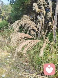 疗愈从不是一蹴而就，每一次允许自己难过，都是在向自己靠近。配图