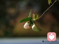  日子平淡，愿我们都愿意认真取悦自己。配图
