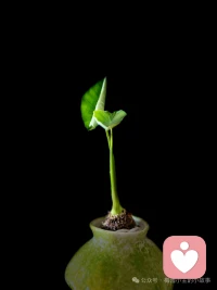 ʜᴀ͟ᴘ͟ᴘ͟ʏ ᴇᴠᴇʀʏᴅᴀʏ̆̈ 🌸

如果有矛盾，那就解决矛盾，

解决不了就求助，求助无门就放下，

不和任何人较劲，没人值得你消耗自己。

你有你的节奏，又何惧患得患失。配图