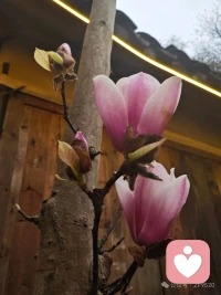 我们终其一生，不必讨好世界、迎合别人，安静做自己就好。读过的书、走过的路、吃过的苦，终会变成光，照亮前路。慢慢来，你又不差。修身、正己、明道，不内耗、不盲从，在岁月里扎根，活成自己的光。