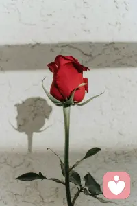 读书学习是一场合法的抢劫，是这个世界上门槛最低、收益最高的借命行为