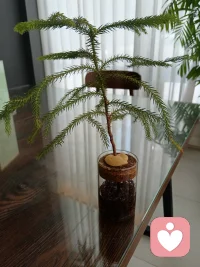 如此小的瓶子，也能長出高樹。小天地，大作為。