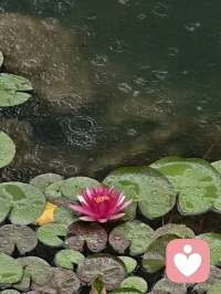 最近秋意漸濃，發現泡一杯熱茶，靜靜地坐在窗邊，觀察落葉飄零的過程特別能讓人平靜。
作為心理咨詢師，我常建議來訪者嘗試這種‘正念觀察’的方式，簡單卻有效。
你們在秋天有什么獨特的放松方式嗎？
# 秋日心情 #心理咨詢師的日常