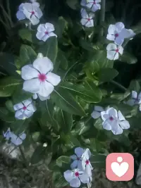 所在的中年危機(jī)，其實(shí)真正焦慮的不是衰老，貧窮和孤獨(dú)，而是人到中年之后，你會(huì)發(fā)現(xiàn)，你從來沒有按照自己喜歡的方式而活著配圖