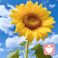 夫妻之道：

一、男人的五大需求：①被理解；②被信任；③被支持；④被認同；⑤被尊重。

二、女人的三大需求：①安全感；②浪漫；③被寵和被哄。

三、夫妻之間離不開的三大問題：①經濟問題；②性的問題；③溝通的問題。

四、夫妻之間的三多三少：①多關心對方的變化；②多發現對方的優點；③多講正面的話；④少抱怨；⑤少指責；⑥少誤會。

五、夫妻四處：①多想對方的好處；②欣賞對方的長處；③體諒對方的難處；④包容對方的短處。

六、夫妻相處的四句話：①對不起，我錯了?、谖蚁嘈拍悖、畚乙阅銥闃s為傲?、芪覑勰?！

七、夫妻相處四個共同：①共同的人生目標；②共同的生活環境；③共同的生活話題；④共同的生活朋友。

      家事無對錯只有和不和，家和才能萬事興，不和百事哀！因為家是講愛的地方，不是辯理的地方。家是有根和有魂的，根和魂一起營造，世界上最偉大的力量是愛，最強有力的武器是感動！配圖