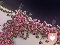 有些人離開有些人背叛，不必在意，他們本就是錯的人，消耗的關系、否定的聲音，不需要占據人生的重要位置。把真心留給懂得珍惜你的人，你的那束光會指引你配圖