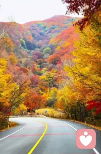 夏末的蟬鳴不是落幕，
是給秋葉的序章，
每片葉子的告別，
都藏著下一場春天的約定。配圖