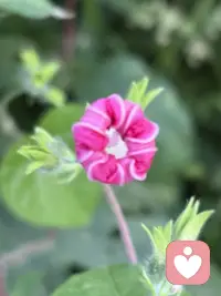 治愈系??