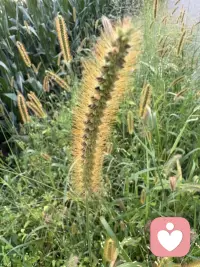 治愈系??