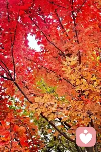 學會愛你自己，你最珍貴，值得所有溫柔以待。
別總把“為別人好”當作人生準則，你眼底的星光、疲憊時的呼吸，都該被認真珍視。
不必為了迎合而磨平棱角，不用因他人評價否定自我。
 
晨起給自己煮碗熱粥，睡前夸夸今天努力的自己，允許偶爾偷懶，接納所有不完美。
你是這世間獨一無二的存在，先學會擁抱自己，才能擁有照亮生活的力量！配圖