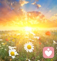 钱很聪明，它会选择气血足的人

亲爱的，你有没有发现——
有些人不急不躁，却总是顺风顺水；
有些人拼得热火朝天，却总像被运气遗忘。

其实，钱很聪明。
它不喜欢焦虑、匮乏、用力过猛的人，
它喜欢气血足、身心安稳、生命力饱满的人。
因为那样的人，本身就散发着一种“我值得被丰盛选择”的磁场。

💫 气血充盈，是最好的名片

当你的气血充足，
皮肤自带光泽，不靠滤镜；
眼神明亮，像会发光一样；
走起路来轻松又稳当，
整个人像一株新鲜的植物——朝气、松弛、自然。

这种由内而外的生命力，
远比任何外在包装更吸引财富。

因为健康，就是一种丰盛；
生命力，就是最旺的运气。

🌱 脏器吃饱，人就有力量

你身体里的每一个器官，
都像在默默为你打工的员工。
你给它足够的气血，它就能好好发挥；
你长期透支，它就集体罢工。

当气血充沛时：
 • 心脏跳得稳稳的
 • 脾胃运化得顺顺的
 • 肝脏排毒得轻轻的

身体好时，你整个人自然松开，
好运也愿意多看你一眼。

因为宇宙从不偏心，只是很公平：
你照顾身体，身体就会替你招来丰盛。

✨ 神气内守，财富自来

现代人太容易把心丢在外面——
担心未来、回头看过去、想着别人怎么看自己。
神气散乱，气血就流光。

试试这些小练习：
走路只走路，脚踏在地的每一步都算数；
吃饭只吃饭，感受食物的香气与温度；
说话慢一点，语气里带一点温柔。

当你的精神慢慢收回到自己身上，
气血就会像水一样，往盆里回流。

人一稳，气就足；
气一足，运自然来。

🌸 最好的关系，是气血的滋养

中医说过一句很温柔的话：
“婚姻不是任务，是两个人气血相合。”

和不对的人相处，
吃饭不香、睡觉不安心、气卡在胸口，
身体最先告诉你：你不快乐。

而对的人，是这样的：
和他在一起，心是松的；
他不说话，你也安心；
看他一眼，眉头就自然展开。

这就是所谓的“阴阳相济”，
不是轰轰烈烈，而是 气顺、心安、神定。

人生最好的养生，从来不是药，
而是一个让你安心的人。

🌿 亲爱的，真正的富有是内在丰盛

外在的财富，是气血充盈后的结果。
真正的“富”，
是你的身心饱满、有底气、能量稳。

愿你从调养气血开始：
多睡一点、慢一点、暖一点、松一点；
把生命照顾好，把自己装满。

当你气血丰盛，
财富自然会来拥抱你。