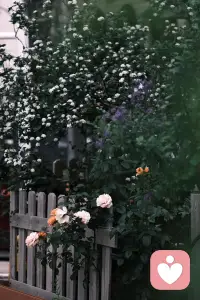 自愈的路上，我們都在慢慢成長。不完美才是人生常態，接納自己的傷痕，就像接納春天會落雨，秋天會飄葉。當心有歸依時，風霜也成了詩意的注腳。配圖