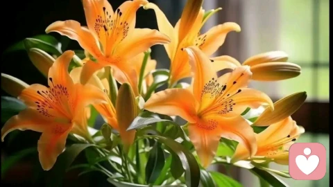 什么叫恋母情结？它与对母亲的性幻想有什么区别