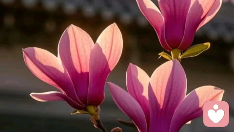 自尊心过度，是一种性格病