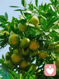 一年好景君須記，最是橙黃橘綠時(shí)。。。