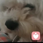 對方正在輸入的頭像