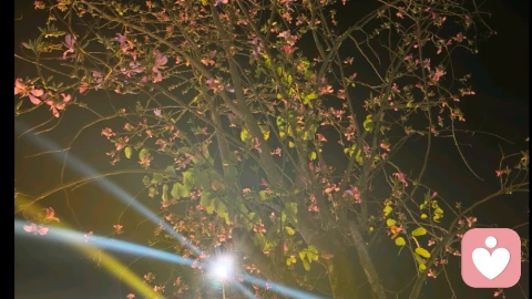 允许自己，做一朵慢开的花?