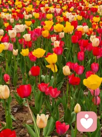 2. 不必追光，我自盛开，便是春天。配图