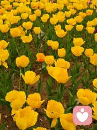 2. 不必追光，我自盛开，便是春天。配图