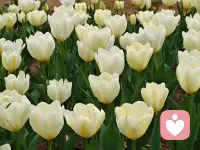 2. 不必追光，我自盛开，便是春天。配图