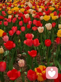 2. 不必追光，我自盛开，便是春天。配图