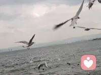 不必追赶日落，
你看，海鸥正为你停留。
这一片湖光与飞鸟，
就是生活偷偷给你的温柔。💙