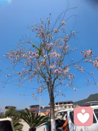 把生活调成彩色的频道。配图