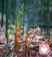 🌱 如竹，扎根，向上
