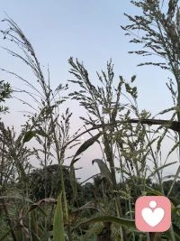 祝所有人所有人，中秋節快樂！配圖