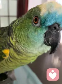 重在参与，体现在它身上，就是每次我接电话，它都会叫。一只鹦鹉，也需要被关注，😃😃😃