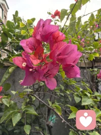 語言不能到達的地方，音樂可以。哪一首歌，會讓你心中升起暖陽，花兒開放呢...配圖