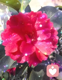 生命如花，生活如茶，快乐要自己找.