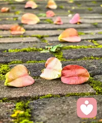 當父母愛孩子的時候，孩子就學會了愛一切，配圖