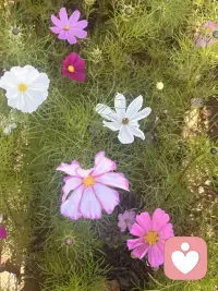 最有力量的 正心 正念 真實 真誠配圖