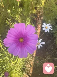 這世上??
最守諾言的
莫過于四季了??
春夏秋冬
無論哪個季節??
都會如期而至
一生很短??
晨暮和春秋
愿你我歲月安好??
歡喜常伴…

早安！親愛的你??
早安！周末愉快??配圖