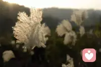 “不要心存幻想。这个世界没有奇迹。你无法逃避你所遇到的痛苦，心理学也不能提供任何幻想，但不要忘了，世界上也有这样的地方，有这样一些人，可以直面这个无处可逃的、困惑的、痛苦的你。你们坐在一起，随便谈谈。你可以言说真实的你，而这就是心理咨询的奇迹所在。”
             
                               《也许你该找个人聊聊》